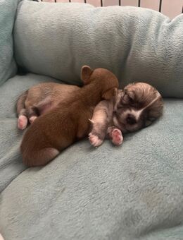 Kleine Chihuahua Rüden - Düsseldorf