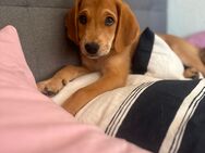 🐾 Süße Welpin Mary sucht ein liebevolles Zuhause! 🐶❤️ - Leonberg (Baden-Württemberg)