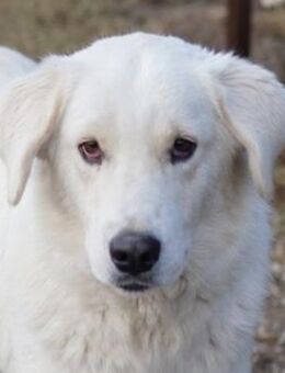 Idallo, geb. ca. 12/2020, GRIECHENLAND - Markdorf