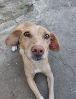 Rosie sucht ihre Familie - Berlin