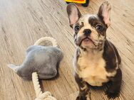 Französische Bulldogge merle - Waldkraiburg