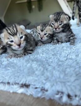 Einmaliger Bengalkittenwurf - Niebüll