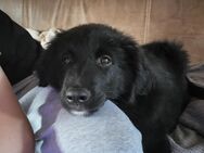 Bordercollie x Bordercollie Labrador Rüde 14 Wochen - Möckern Grabow
