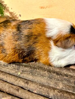 Lieber Kastrat abzugeben - Bad Sobernheim