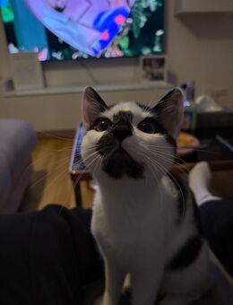 Mulle Maus - Eisenhüttenstadt Zentrum