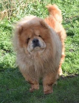 Johny - Sucht Menschen mit großem Herz - Süderbrarup