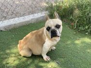 Evita - Französische Bulldogge - Mix - Bad Camberg
