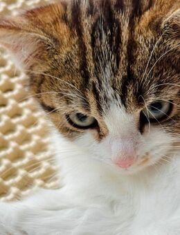 BKH Kätzchen | 3 Monate alt | Kitten | weiß/braun - Osnabrück