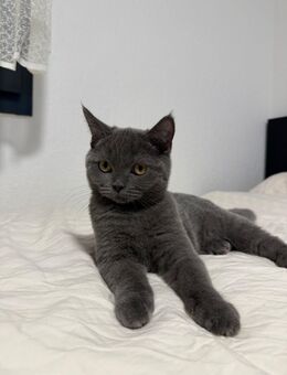 Reinrassige BKH Kitten - Pfullingen