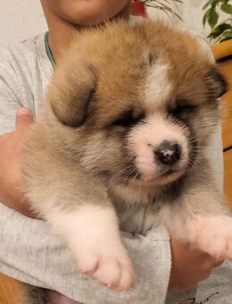 Akita Inu Rüde - Berlin