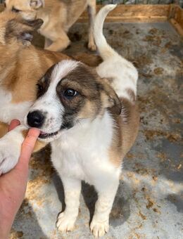 🎀 Verspielter Welpe Lucy sucht dich! 🐶 - Eislingen (Fils)