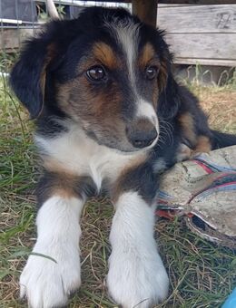 Border Collie Welpen - Vorbeck