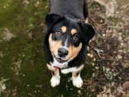 Aktive Marissa sucht liebevolles Zuhause - Duisburg