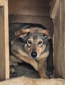 Angstnase Naomi sucht Zuhause - Neuberg