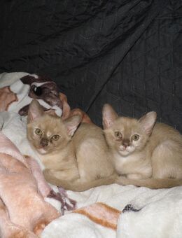Kitten - Metzingen