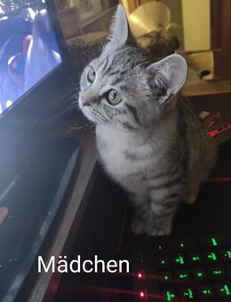 BKH/EKH Mix Kitten - Essen