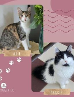 Katzen Arie und Maggie sind bereit - Lalendorf