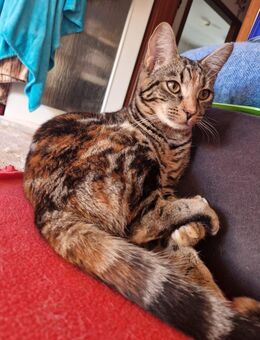 2 Kätzinnen abzugeben - Hamm