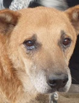 COUGAR-sanfter Senior Rüde, 51 cm - Rösrath