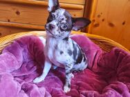 Chihuahua Welpen - Nürnberg