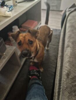 Terrier mischlingshündin 10 Monate alt - Drentwede