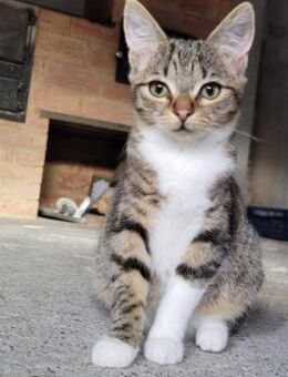 klein bleibende Princess und Queenie - Rambin