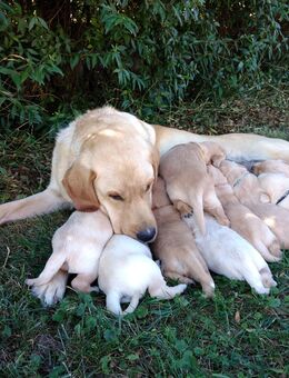Golden Retriever Labrador Welpen - Lauterhofen