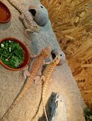 Farb-Bartagamen Jungtiere ( pogona vitticeps) NZ 07 2025 nur noch 3 Stück in 67591