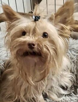 Sofi kleine Schokonase - Wolfhagen