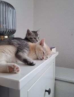 Zwei BKH Mix Kitten - Hessisch Oldendorf