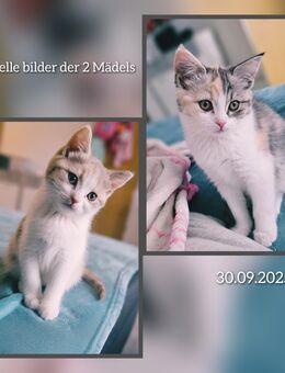 Katzenbabys (2) suchen ihr zuhause :) - Berlin Marzahn-Hellersdorf