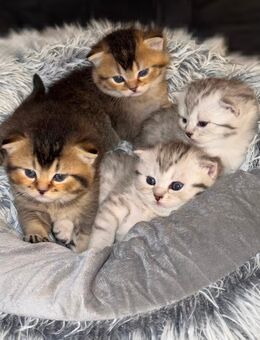 BKH Kitten - A-Wurf - Schramberg