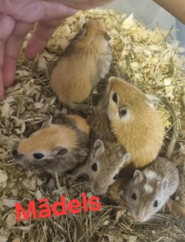 Wüstenrennmäuse Babys Renner Gerbils Paar - Hamm