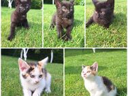 5 Katzenbabys - Hochspeyer
