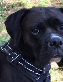 Black Abby - Boxer-Mischling - 5 Jahre - Tierhilfe Franken e.V: - Lauf (Pegnitz) Zentrum
