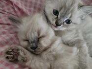 Heilige Birma Kitten Kater Katze - Saaldorf-Surheim