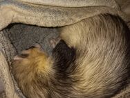 Die frettchen welpen sind da!!! - Gifhorn