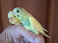Nestjunge Wellensittiche handgewohnt in 33758