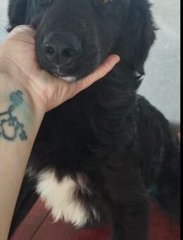 Meike, Labbimix - Bissingen