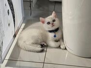 BKH Kitten Kätzchen Britisch Kurzhaar - Ansbach