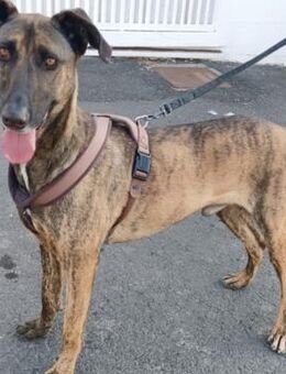 Majorero heißt Ureinwohner der Kanaren - Weilmünster