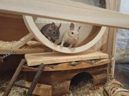 3 Degus inkl. Zubehör & Futtee - Siggelkow