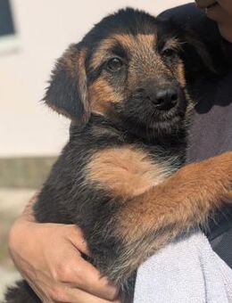 kleine, zarte STELLA sucht ihre Familie - Kallmünz
