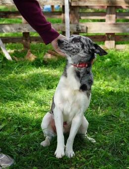 Sajo VA- wow, was für eine Schönheit - Neustadt (Rübenberge)