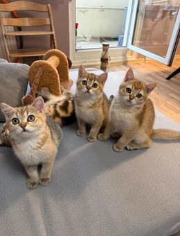 BKH Chinchilla Golden Kitten – nur noch 1 Mädchen frei! - Berlin