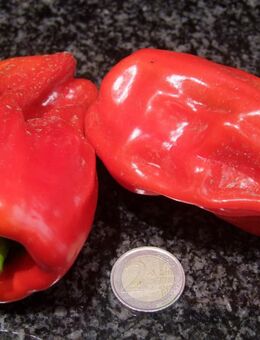 Paprika - Criolla de Cocina - Stuttgart