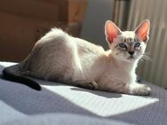 Tabby point Siam Mädchen - Schönermark