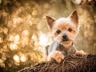 Klein bleibender Hund gesucht - Borna Zentrum