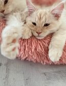 Meine Coon Kitten in 59302