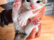 Kater Kätzchen kitten Glückskatze abzugeben Plau am See - Barkhagen